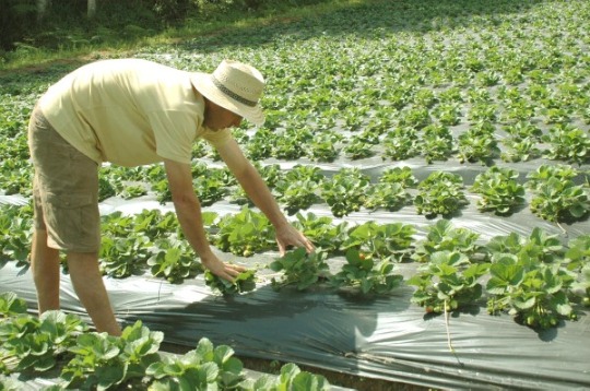 Programa Terra Forte: assentamentos rurais terão projetos de agroindústria