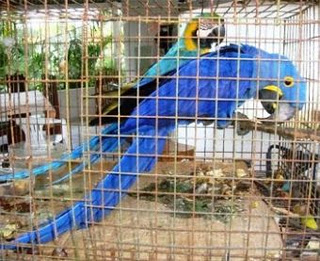 Brasil consegue apoio de 120 países para coibir comércio de animais em extinção