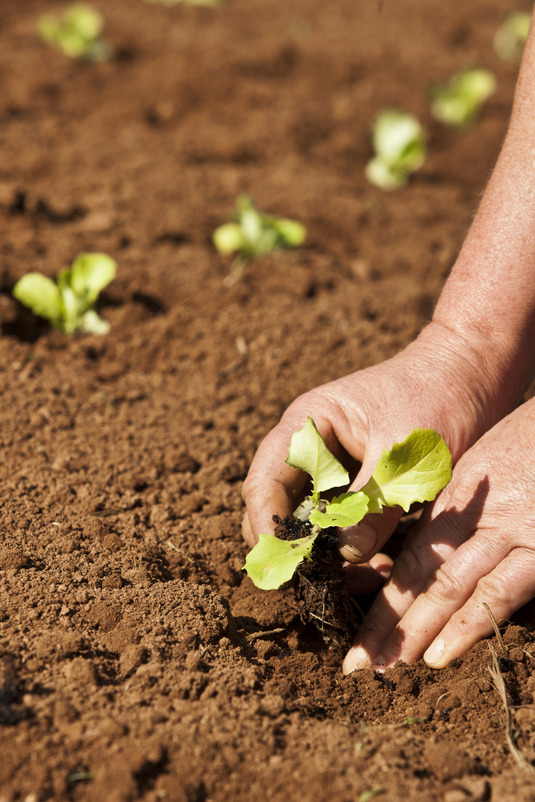 Termina dia 31 de maio o prazo para agricultores do NE solicitarem crédito emergencial