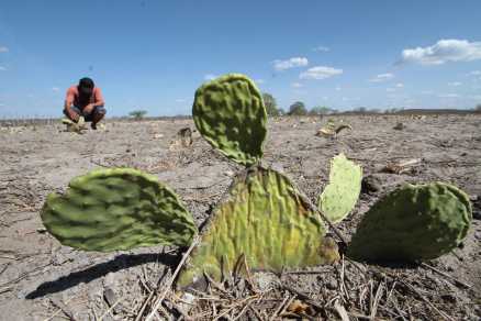 Campanha pede inclusão da Caatinga como patrimônio nacional