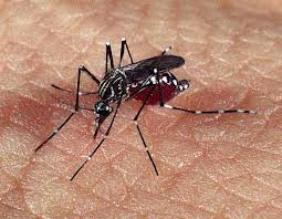 Série de vídeos na internet ajuda a população no combate à dengue