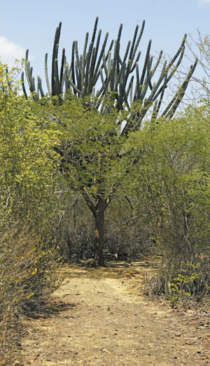 Caatinga busca condição de Patrimônio Nacional