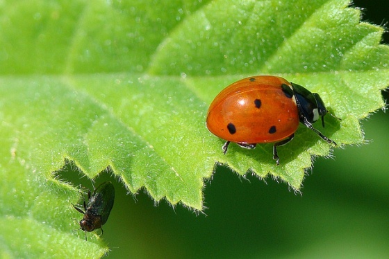Brasil é país mais bem informado sobre biodiversidade