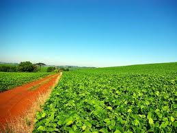 Governo vai aumentar limite de compras de alimentos da agricultura familiar