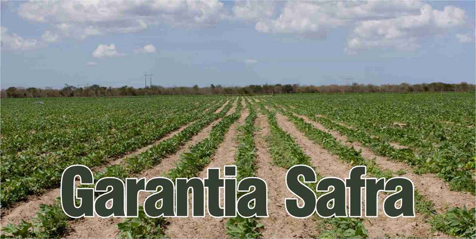 Garantia-Safra: adesão dos agricultores acontece esta sexta-feira (31)