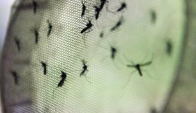Dez estados concentram 86% dos casos de dengue no país