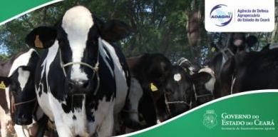 Estado intensifica ações para garantir vacinação contra a febre aftosa