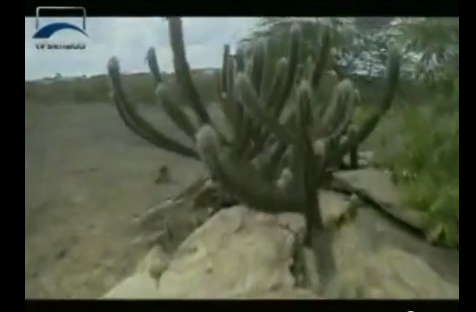 Vídeo: Política Nacional de Combate à Desertificação aguarda votação na Câmara