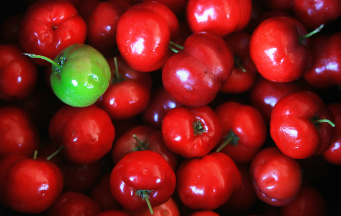 Acerola doce é opção para agricultores aumentarem produção