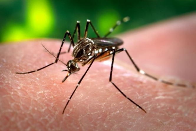 Especialista recomenda atenção aos sintomas da chikungunya