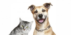 Campanha quer vacinar mais de 1,7 milhão de cães e gatos